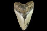Fossil Megalodon Tooth - North Carolina #109739-1